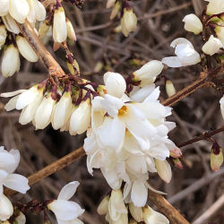 Forsythia blanc de Core